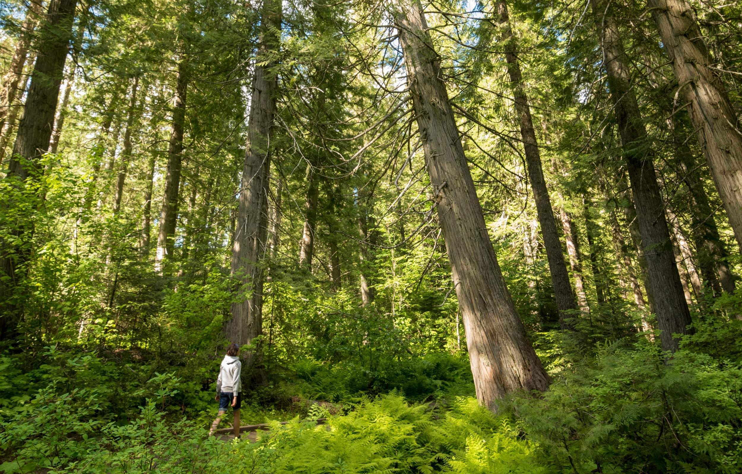 A person walks on a dirt path through tall trees and dense green forest.