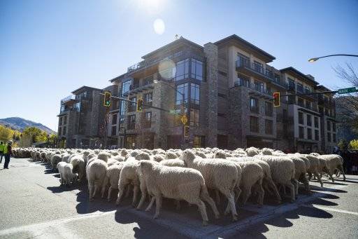 sheep herd moving down street
