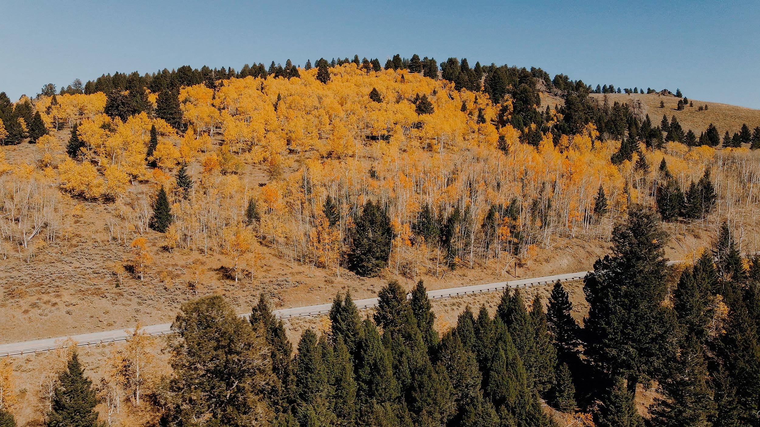 side view of a highway passing through a landscape of green and yellow trees