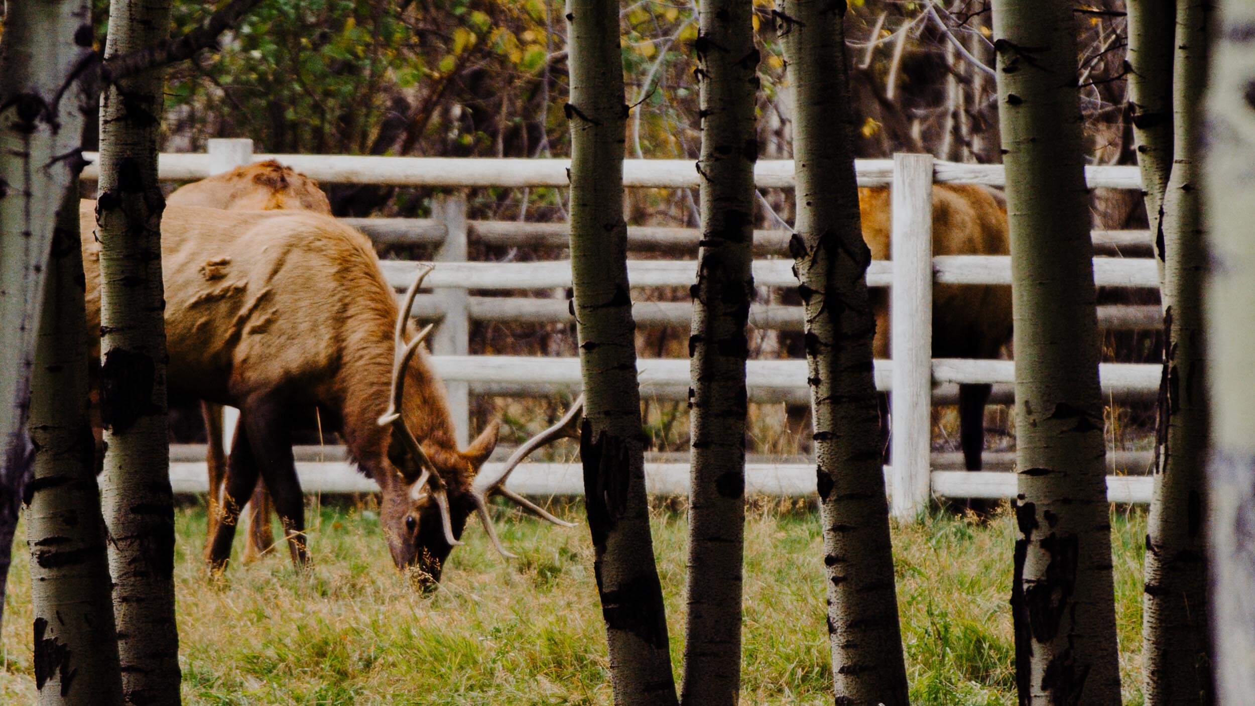 an elk eating grass beside a fence, surrounded by trees