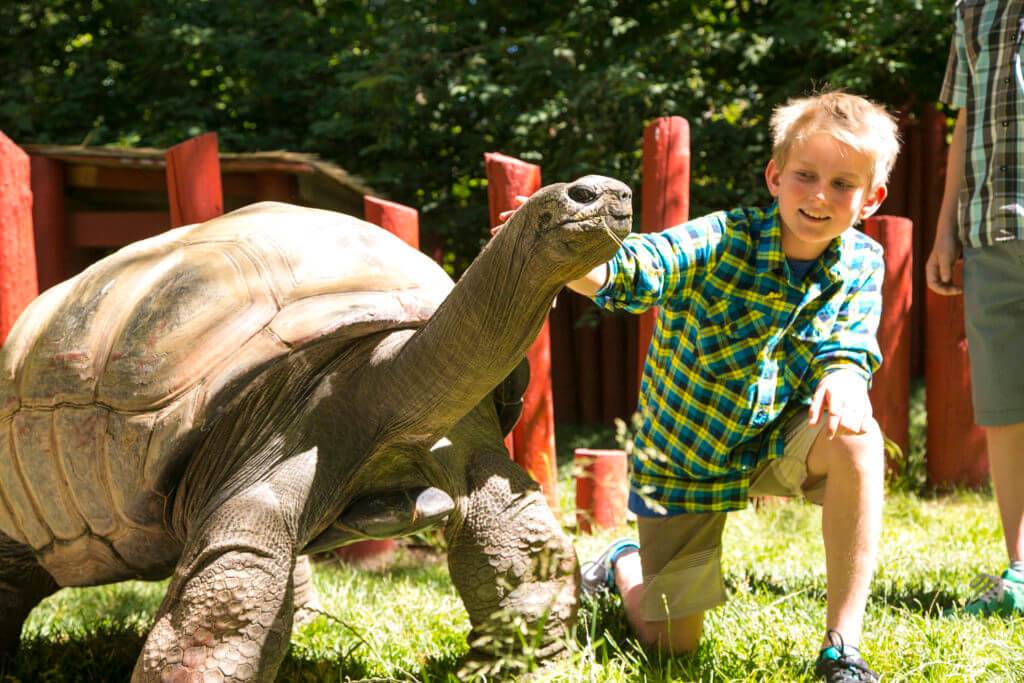 Smiling young boy wearing tan shorts and green plaid short sleeve shirt touches a giant tortoise.