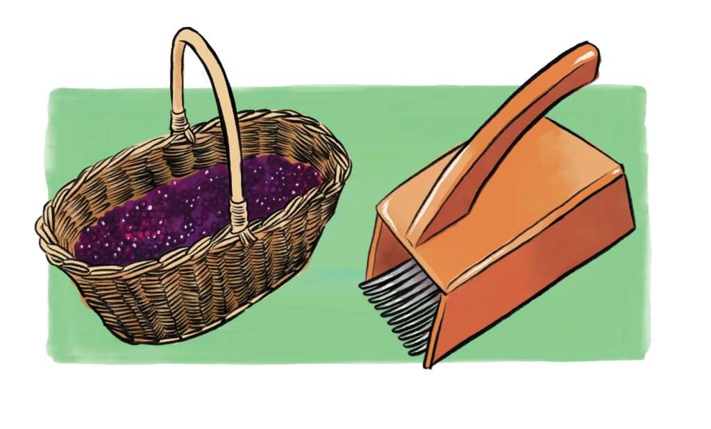 An illustration of a basket of huckleberries and a huckleberry rake.