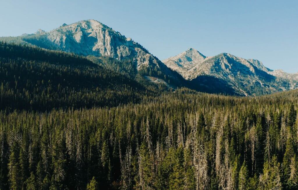 A forest of trees with Sawtooth Mountains in the background near Stanley.