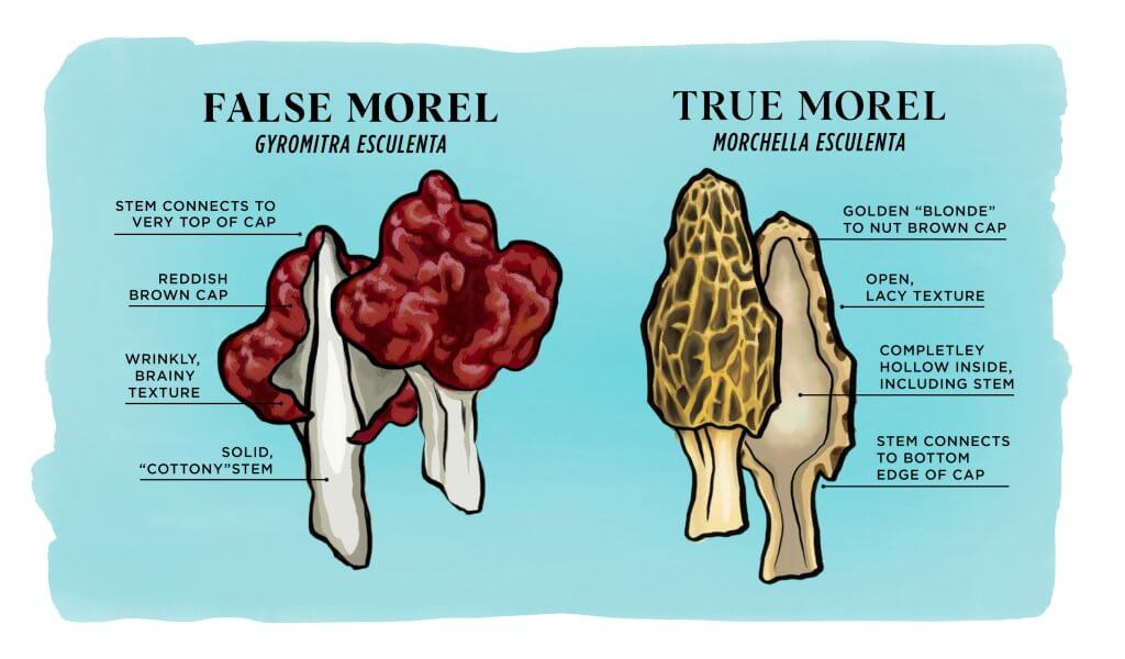 Illustrated diagrams showing the characteristics of true and false morels.