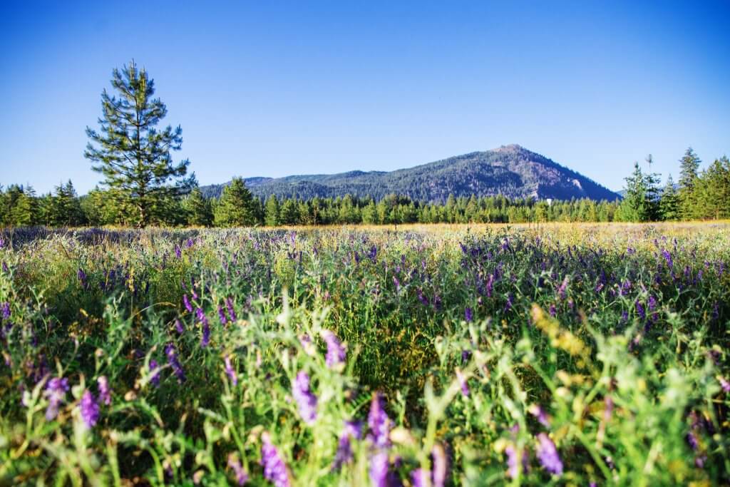 A sprawling field of purple wildflowers at Farragut State Park.