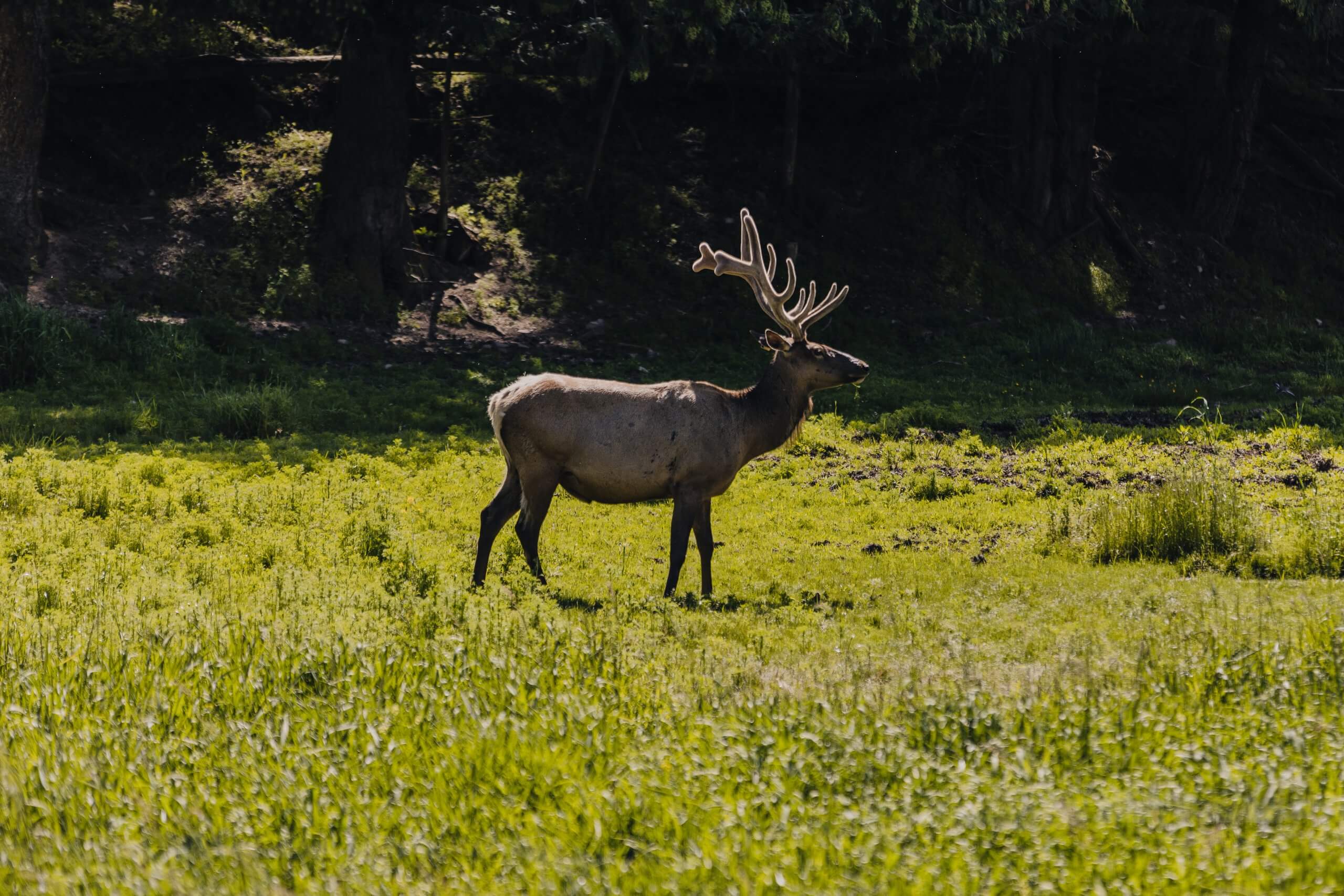An elk standing in a grassy field.