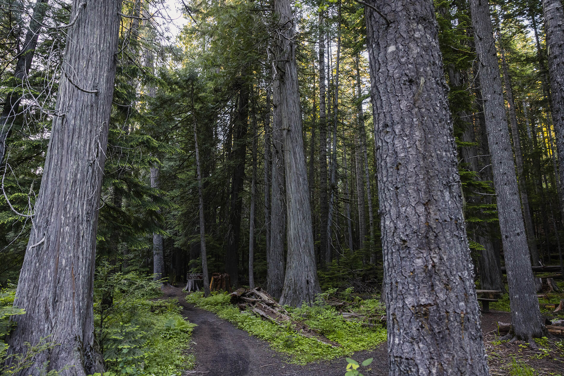 A tree-lined pathway in the Nez Perce-Clearwater National Forest.
