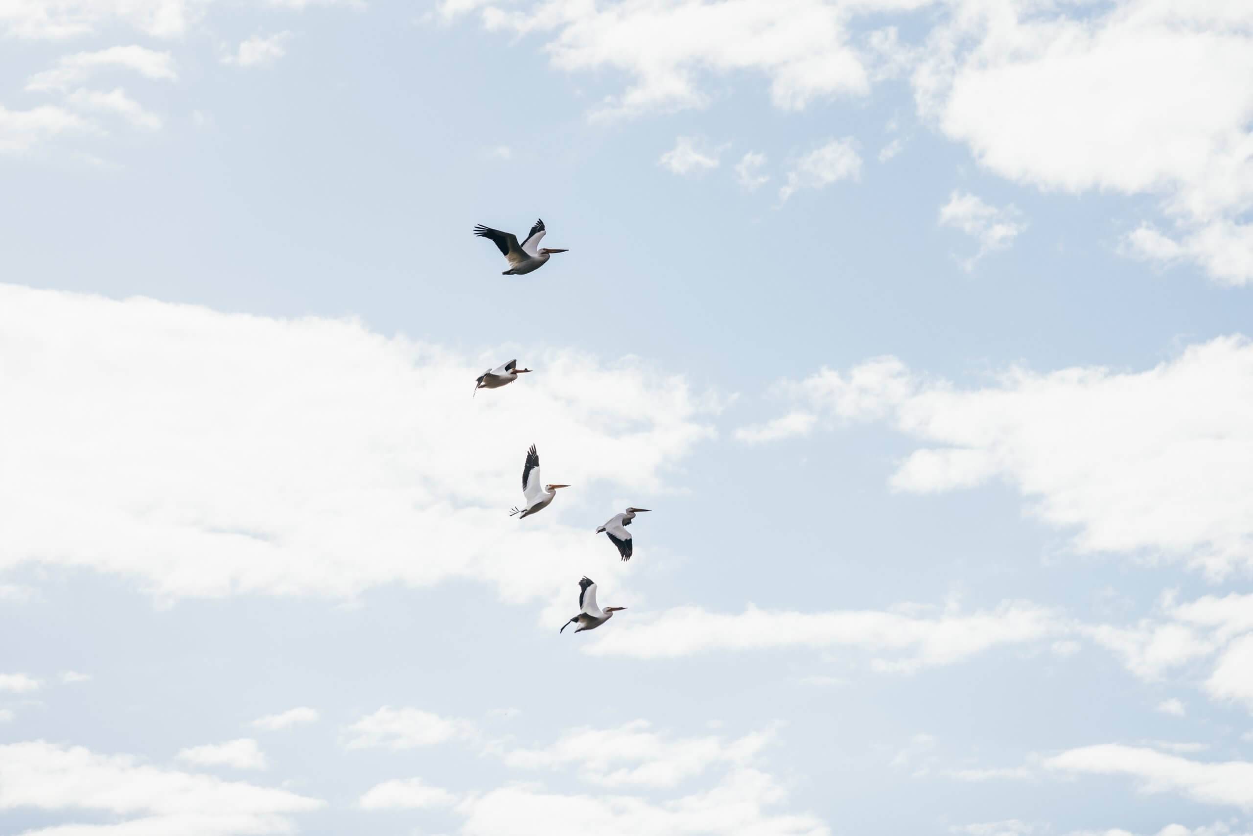 Pelicans flying across a blue sy