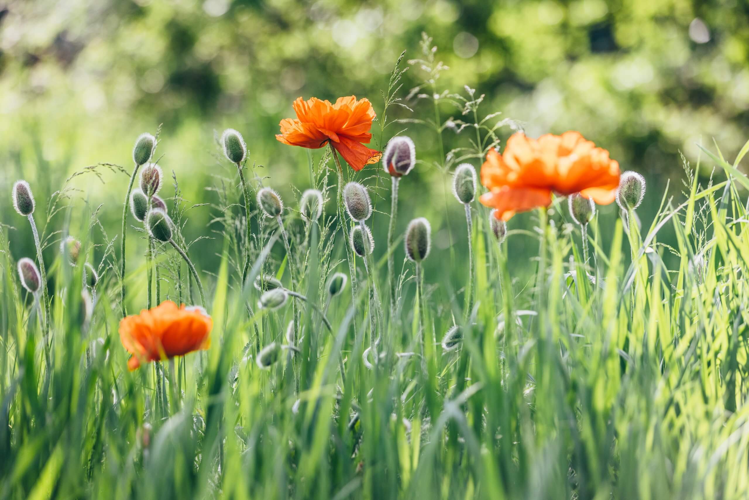 close up of orange flowers in a field of grass