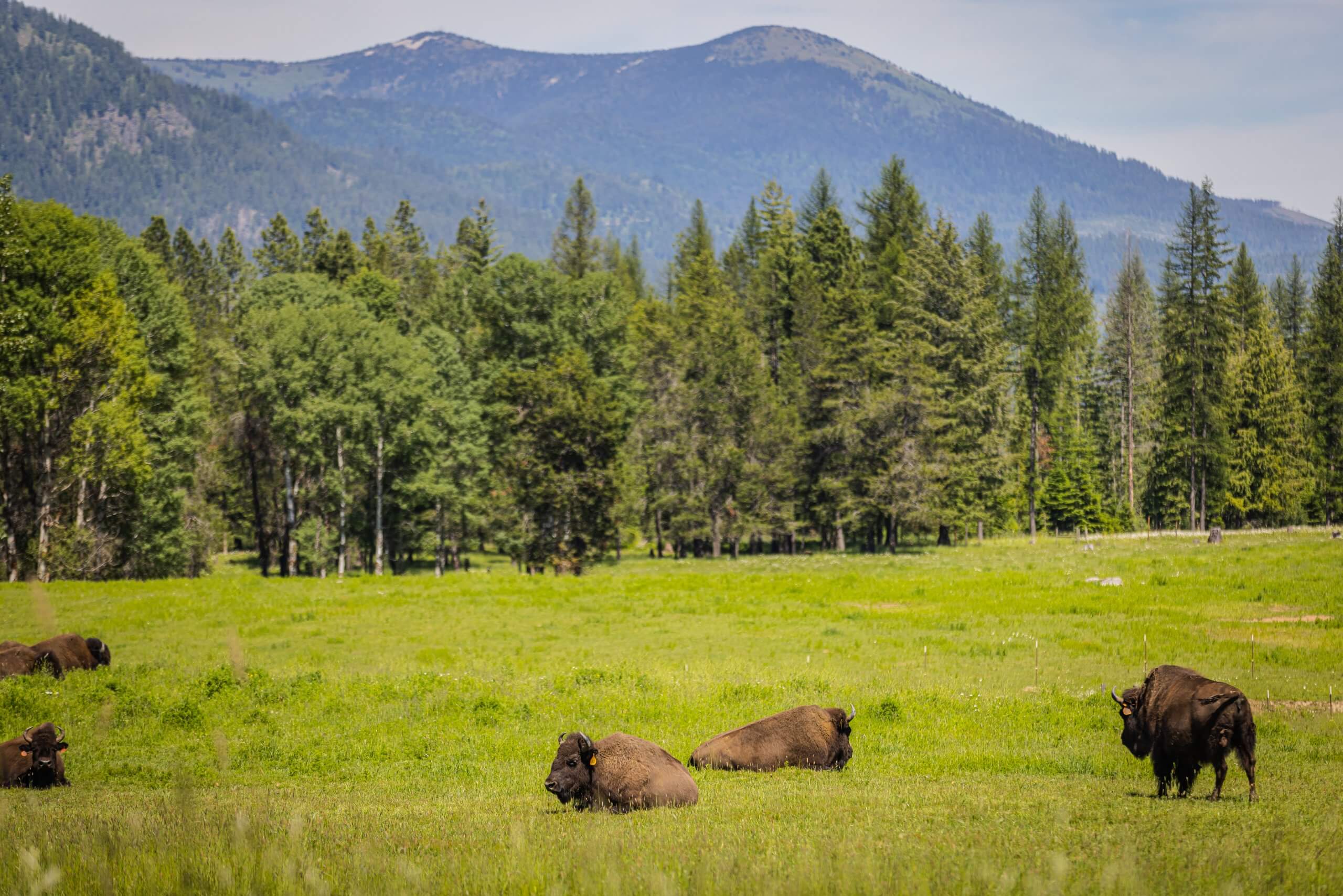 Bison grazing in a field with trees and mountains in the background.
