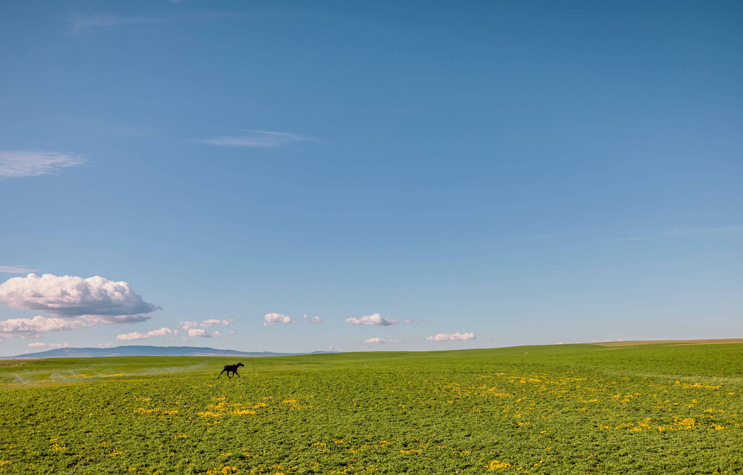 A moose in the distance runs through a field.