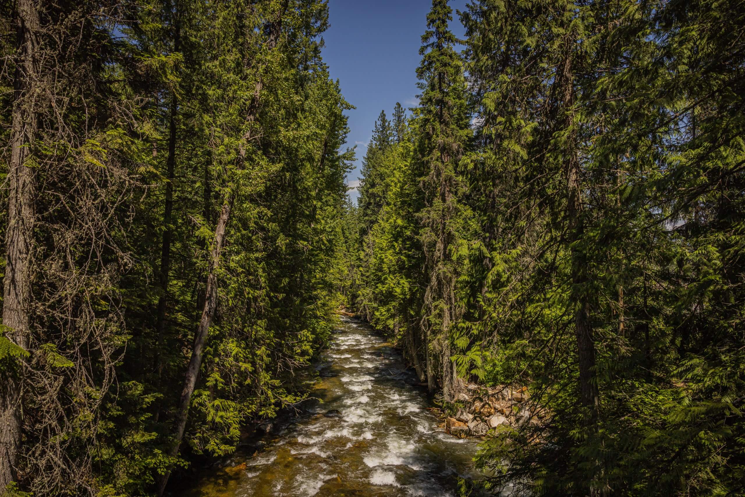 Looking down a stream surrounded by an evergreen forest in the Kootenai National Wildlife Refuge.