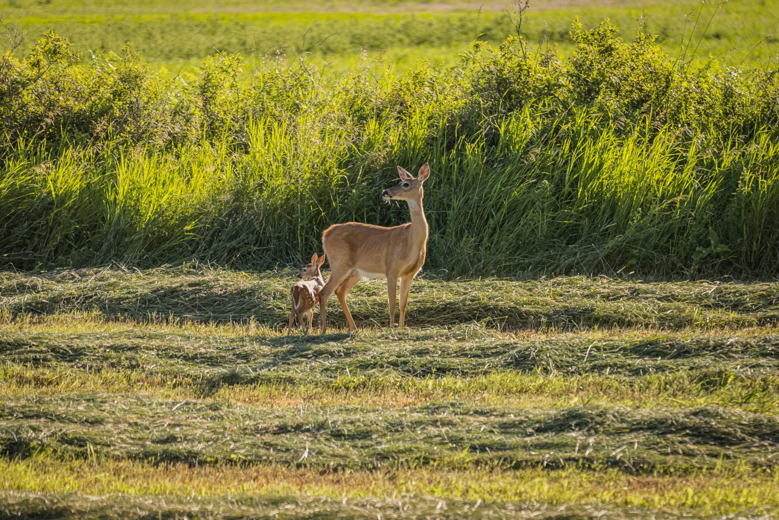A doe and her fawn stand in a field nearby the Wild Horse Trail Scenic Byway.
