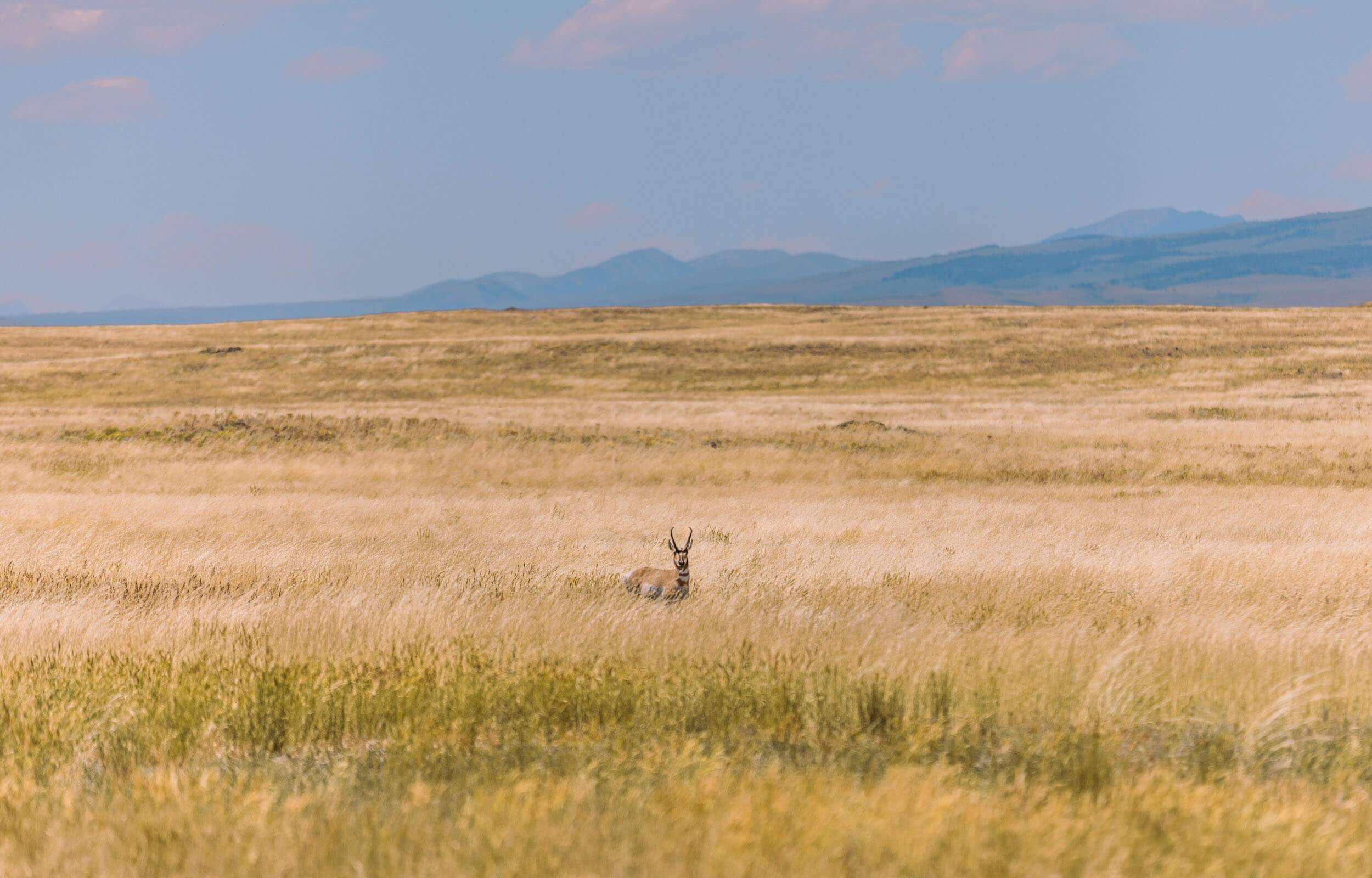 An antelope stands in a gassy prairie land.