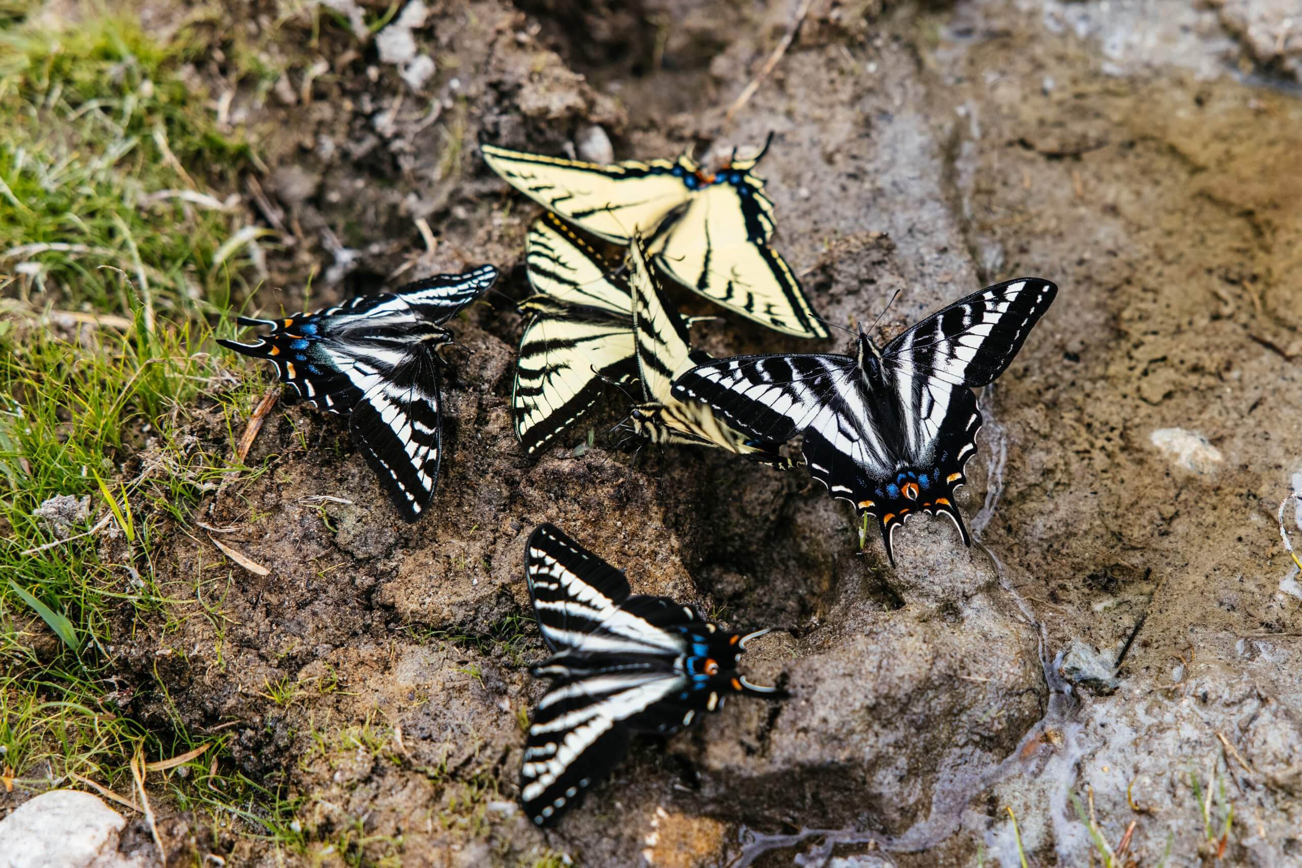 A close-up of six swallowtail butterflies