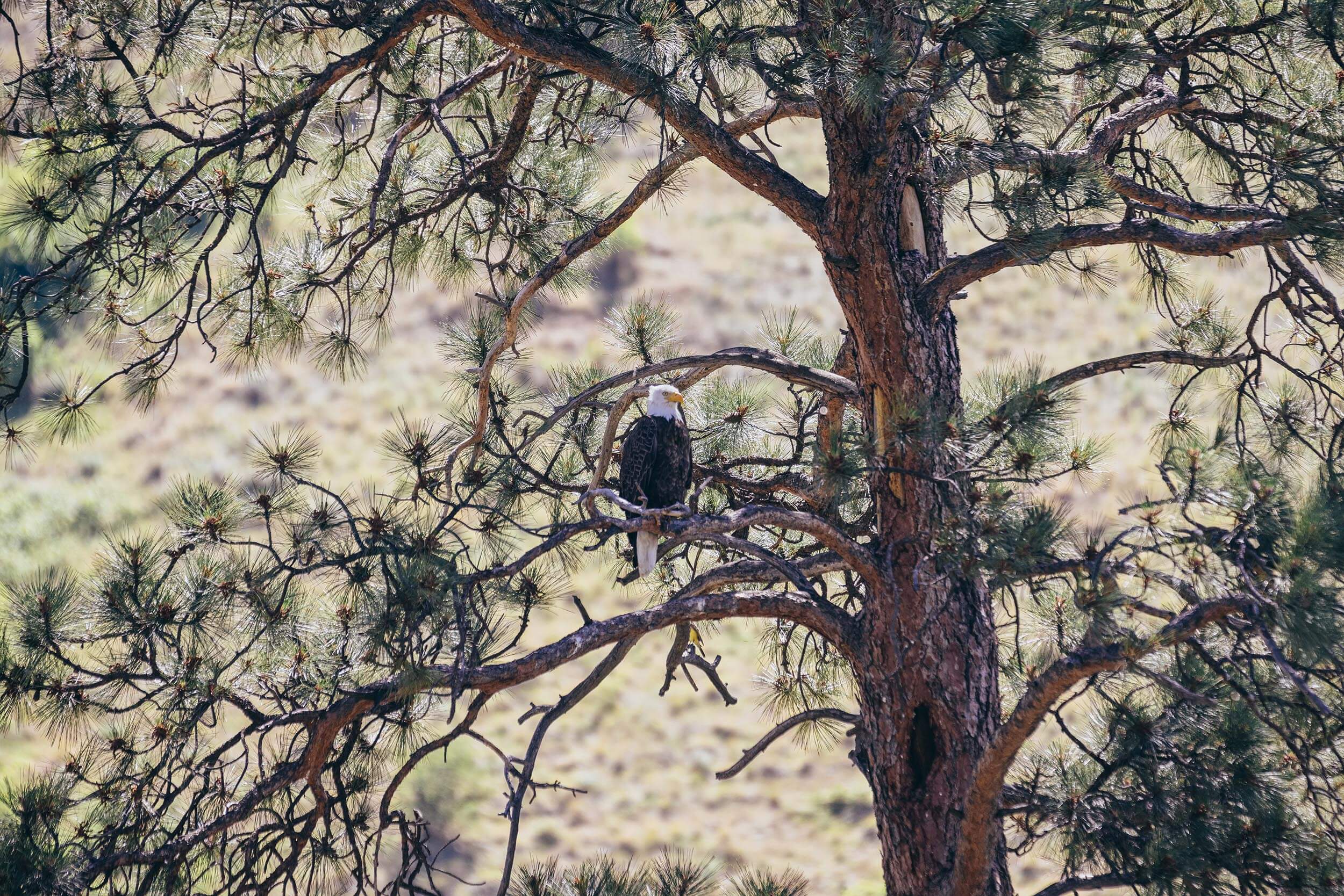 an eagle perched in a tree