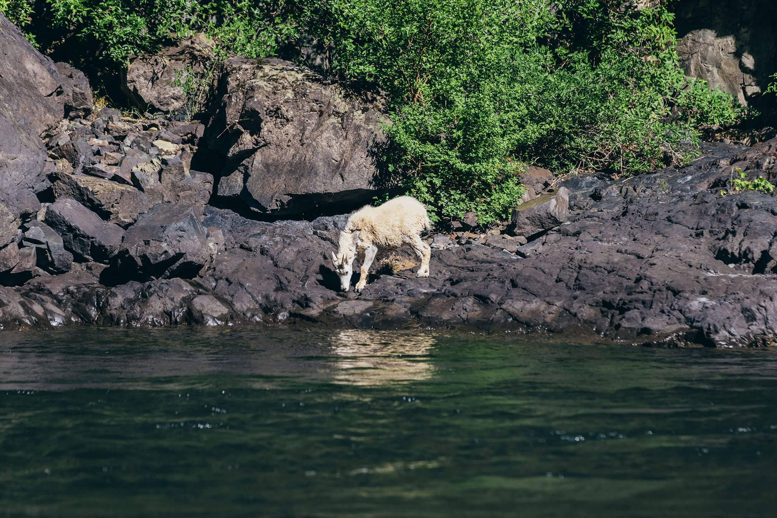 a bighorn sheep standing on rocks beside a river