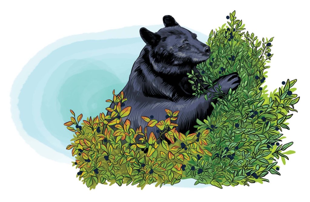 An illustration of a black bear eating huckleberries from a bush.