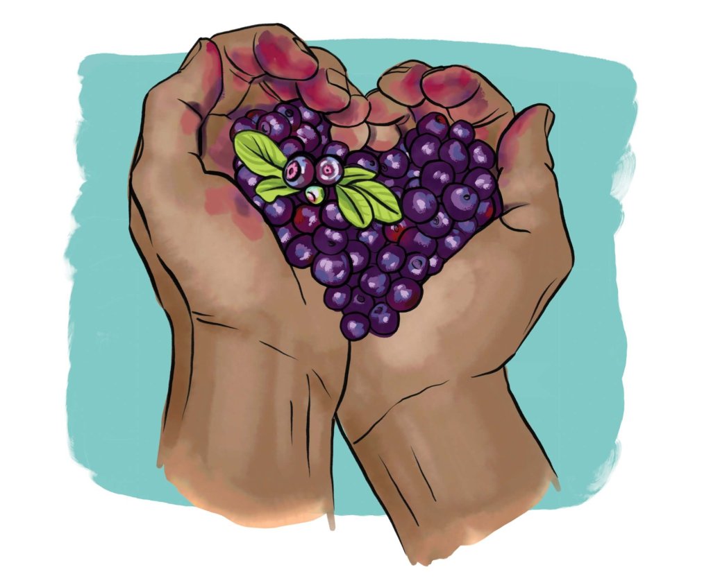 An illustration of two hands cupped together, holding a handful of freshly-picked huckleberries.