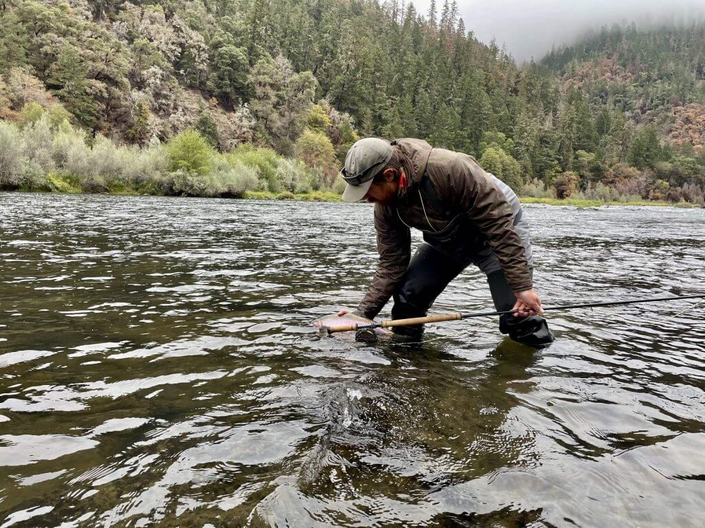 A fly fisherman releases a steelhead back into the water.
