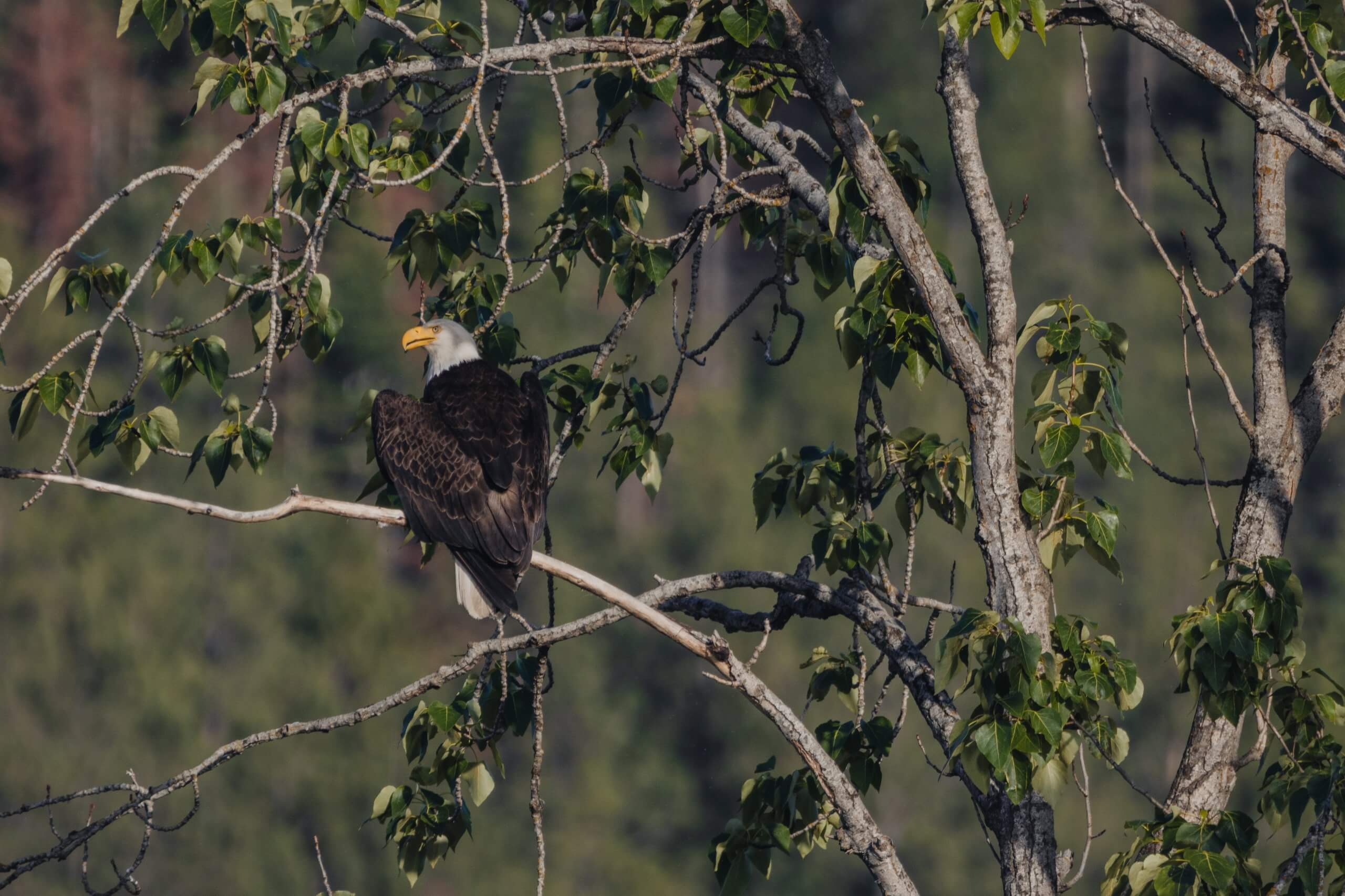 A bald eagle sits in a tree at Anderson Lake.