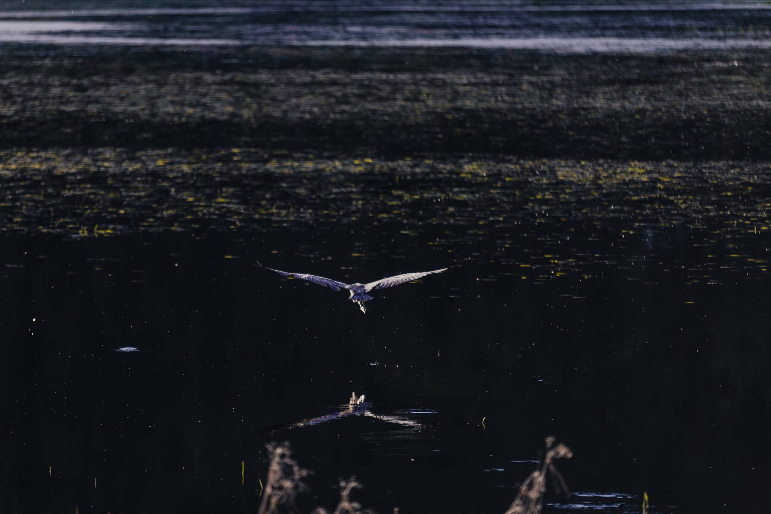 A bird flies over Anderson Lake.
