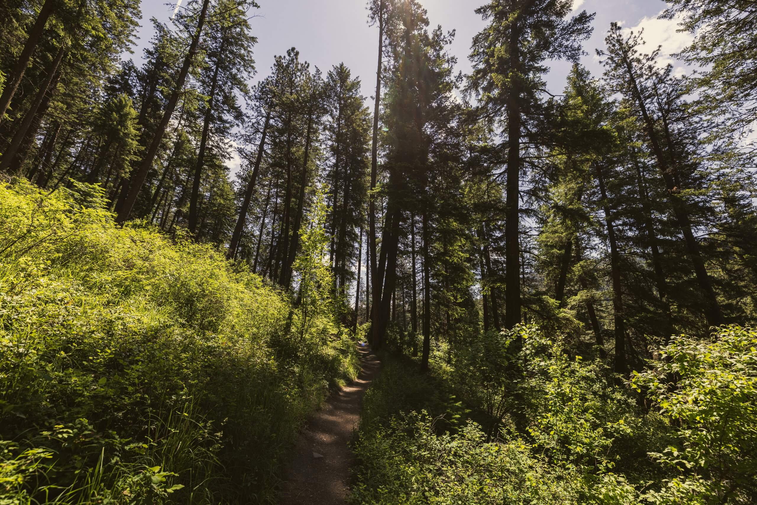 A trail surrounded by trees and greenery near Coeur d'Alene.