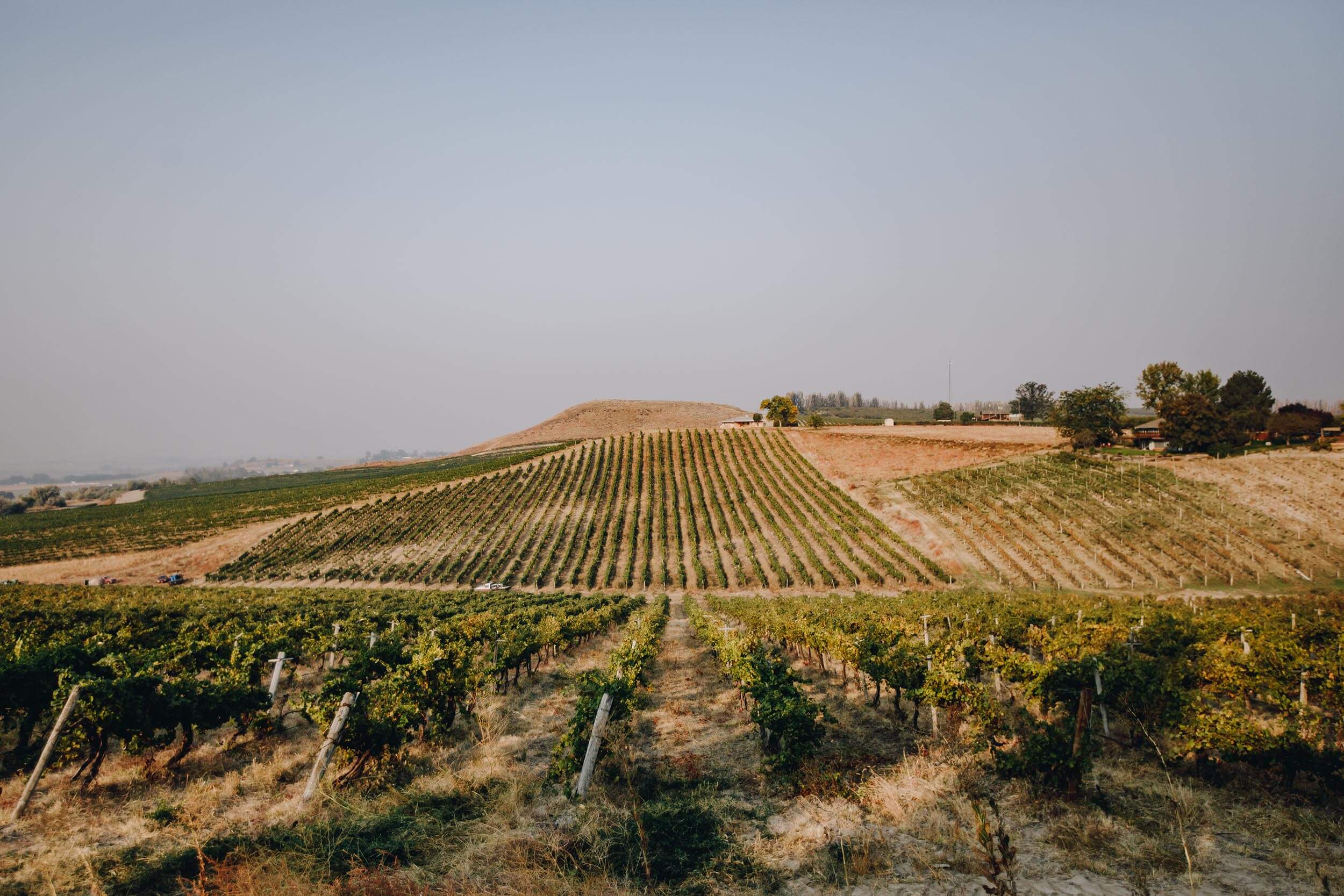 a sprawling view of a vineyard