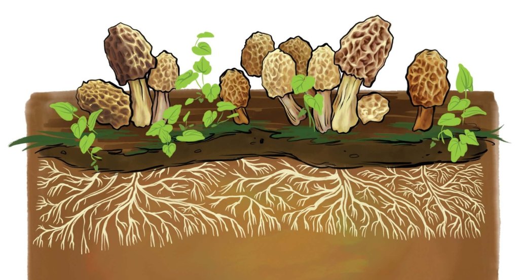 An illustration of morel mushrooms growing out of the ground and their roots underground.