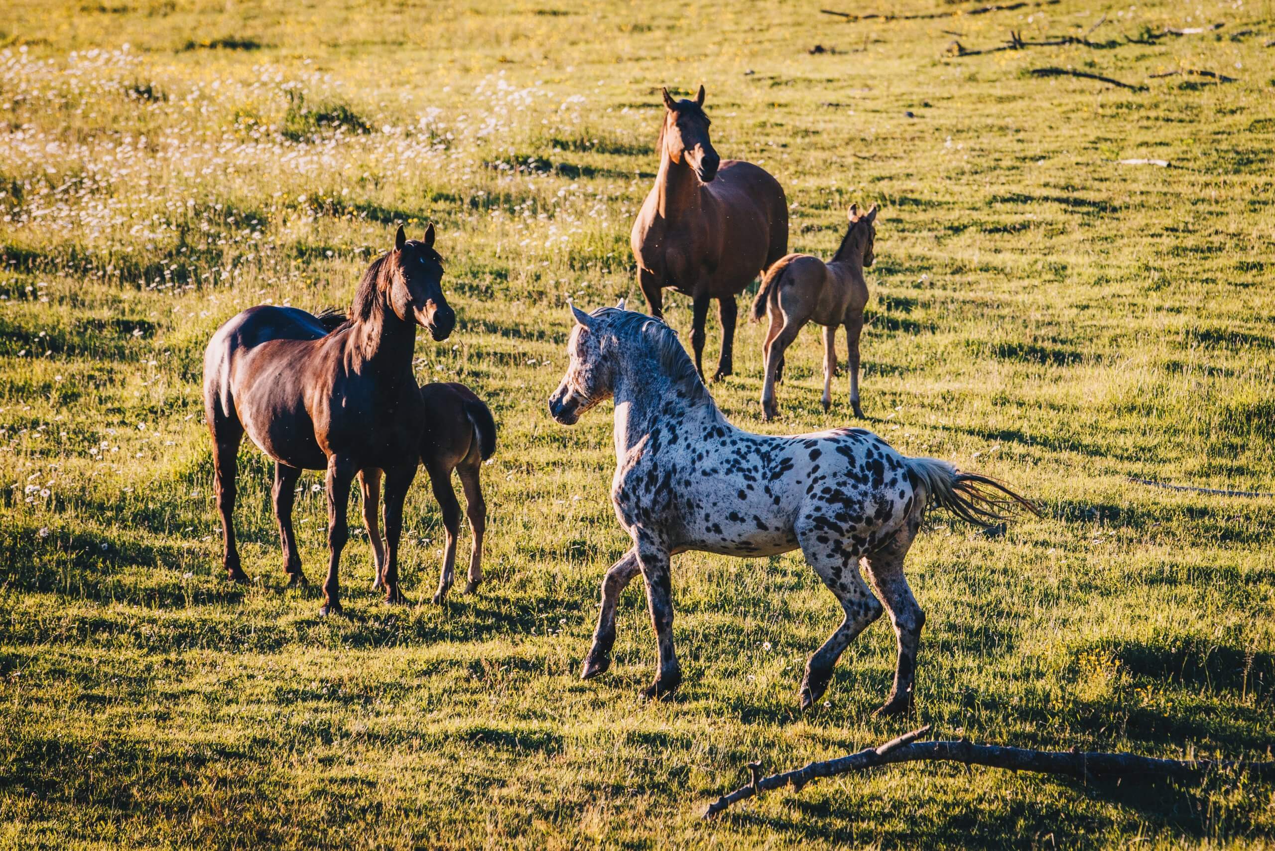 Horses and foals play in a grassy field at golden hour.