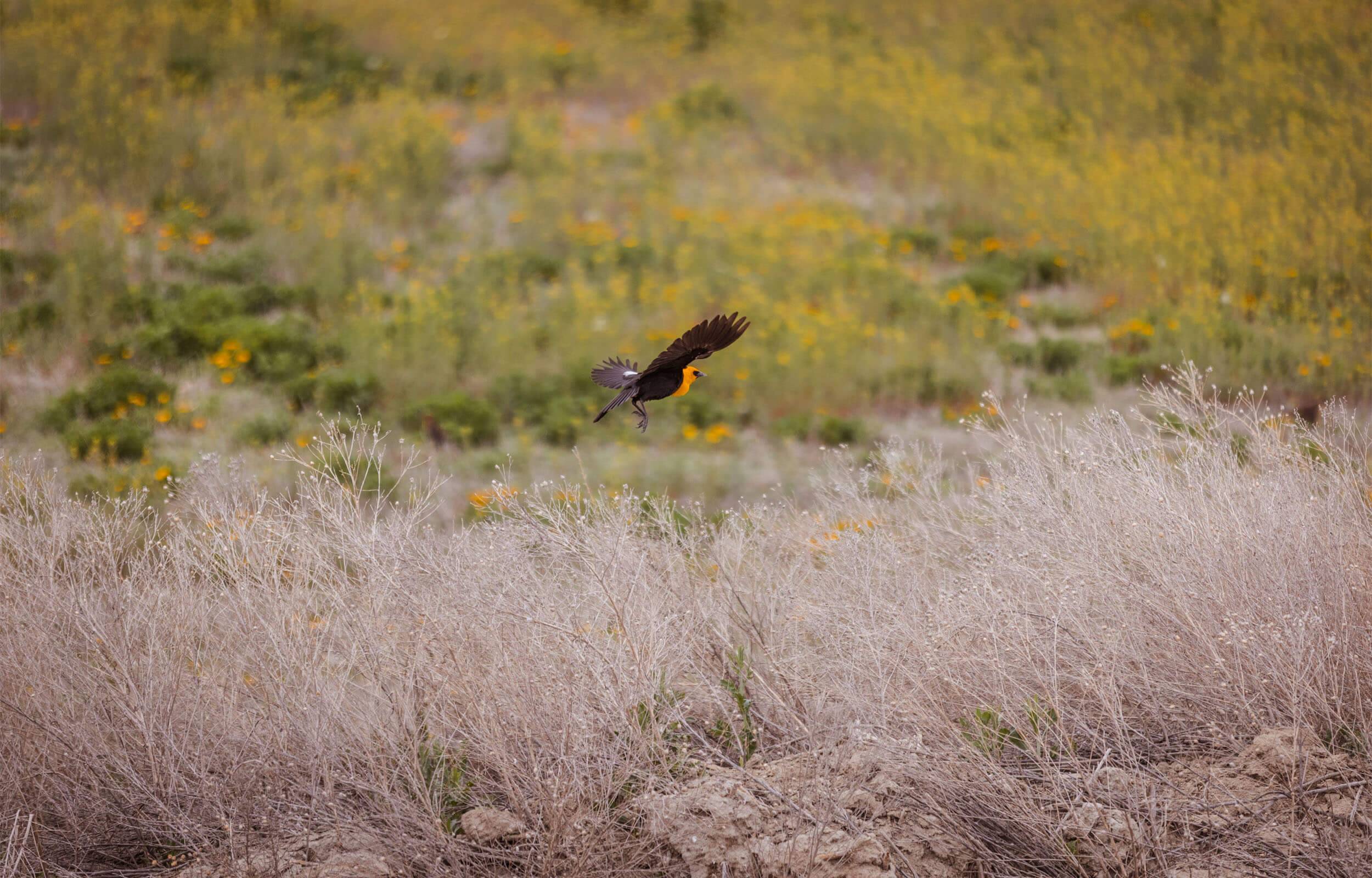 A bird with black wings and an orange head and breast, flying low over field dotted with orange flowers at Mud Lake.