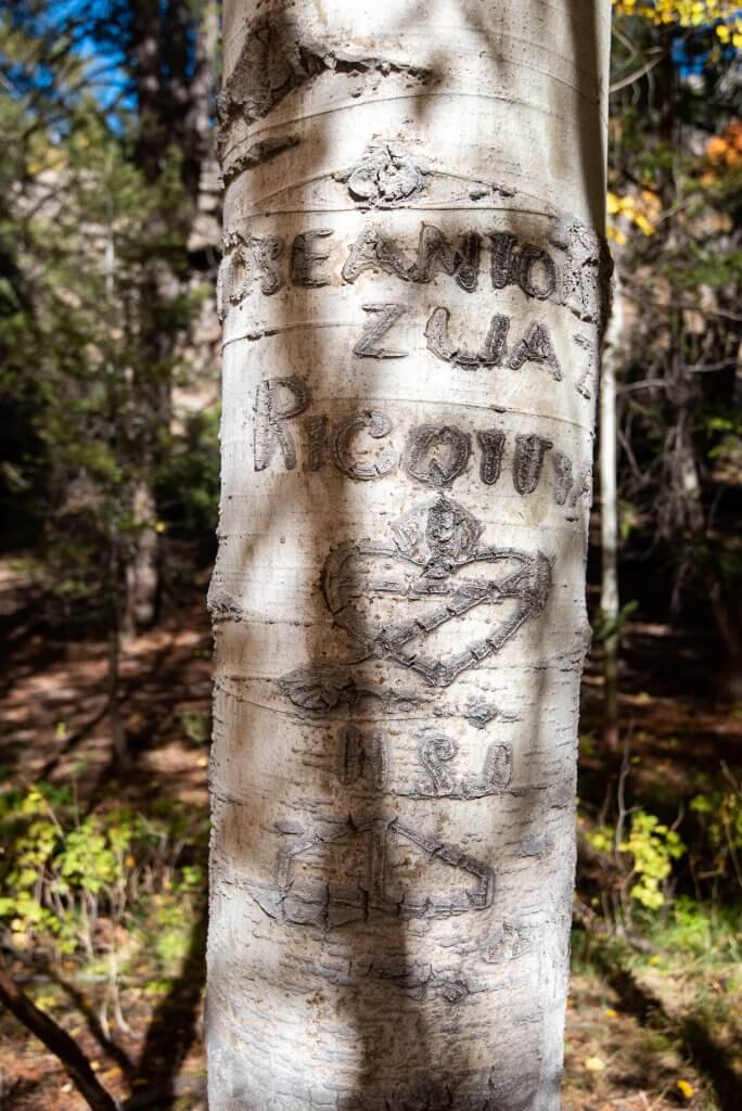 aspen tree with several names and heart carved in the bark