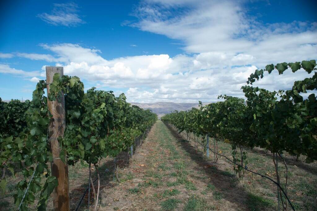 Northern Idaho Wine Region: Lewiston Wineries