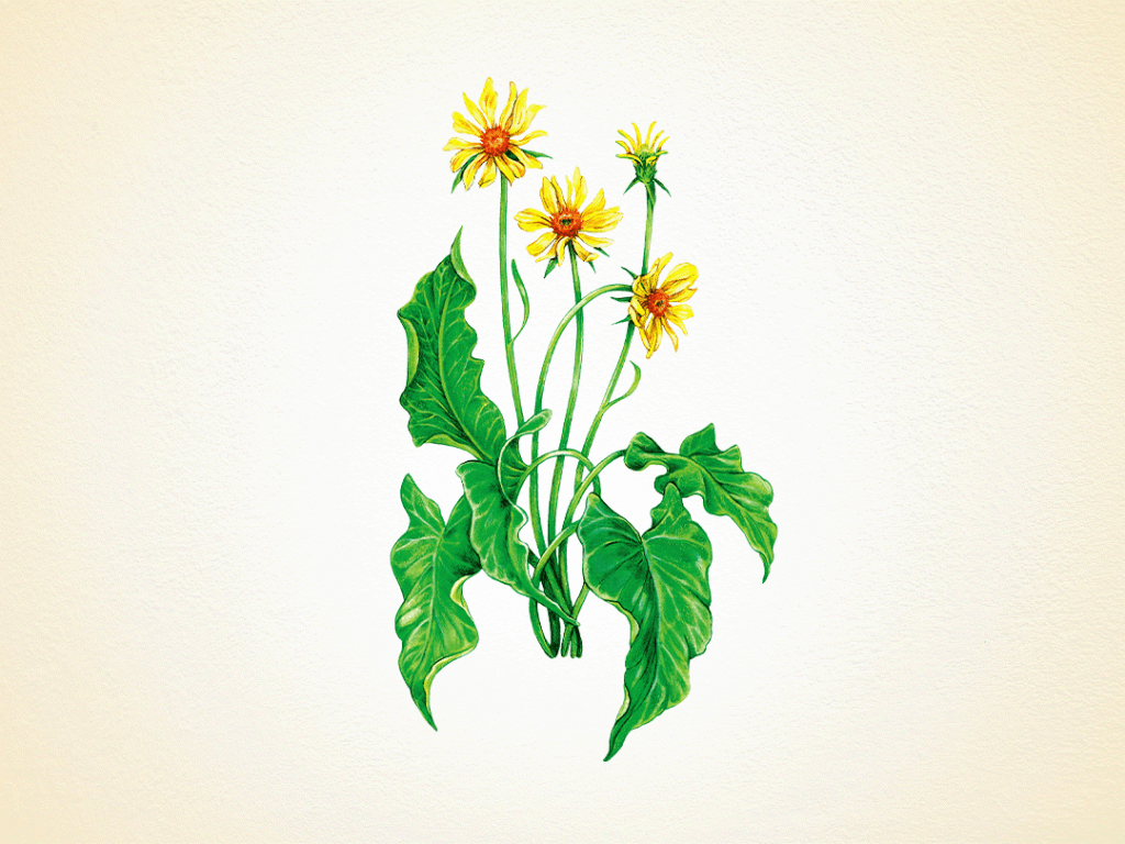 Arrowleaf Balsamroot, a tall plant with large yellow flowers on leafless stems.