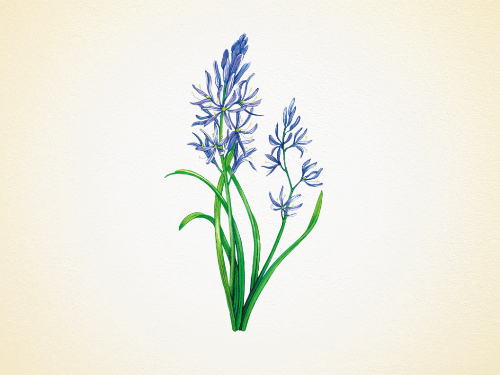 Camas Lilies, also known as Camassia and Wild Hyacinth in Idaho, with six blue-purple petals.