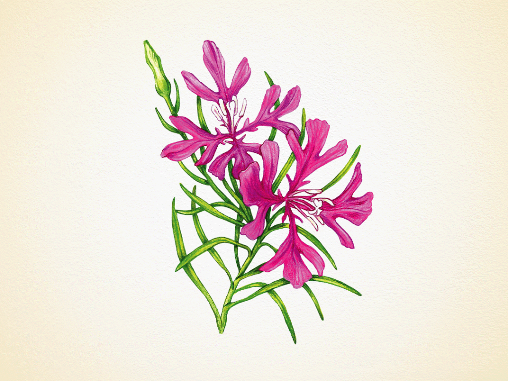 Elkhorn Clarkia, with 4 bright purple-pink petals and 8 stamen, named for its elk horn shape.