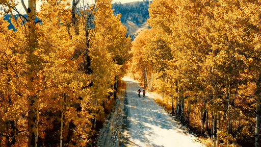 Two people riding bikes down a tree-lined road in the fall.