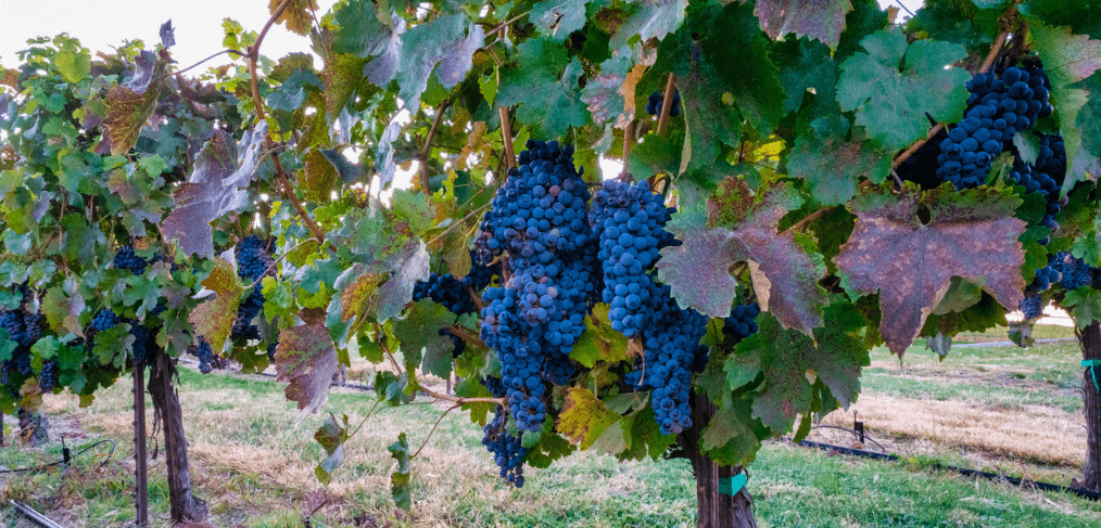 a vineyard of red wine grapes