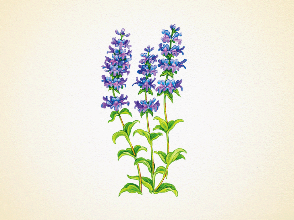 Payette Beardtongue, a tall wildflower in Idaho, with blue blooms like a snapdragon or petunia.